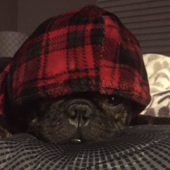 Meet your Posher, Angello - Picture 1 of 1